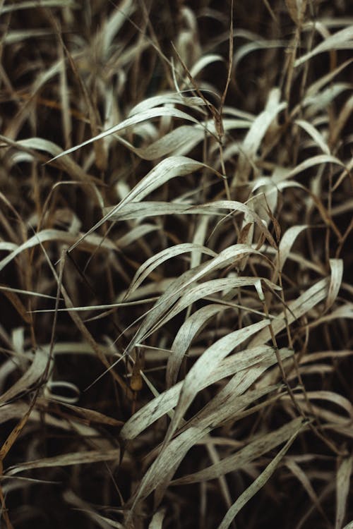 Close-up of Green Grass