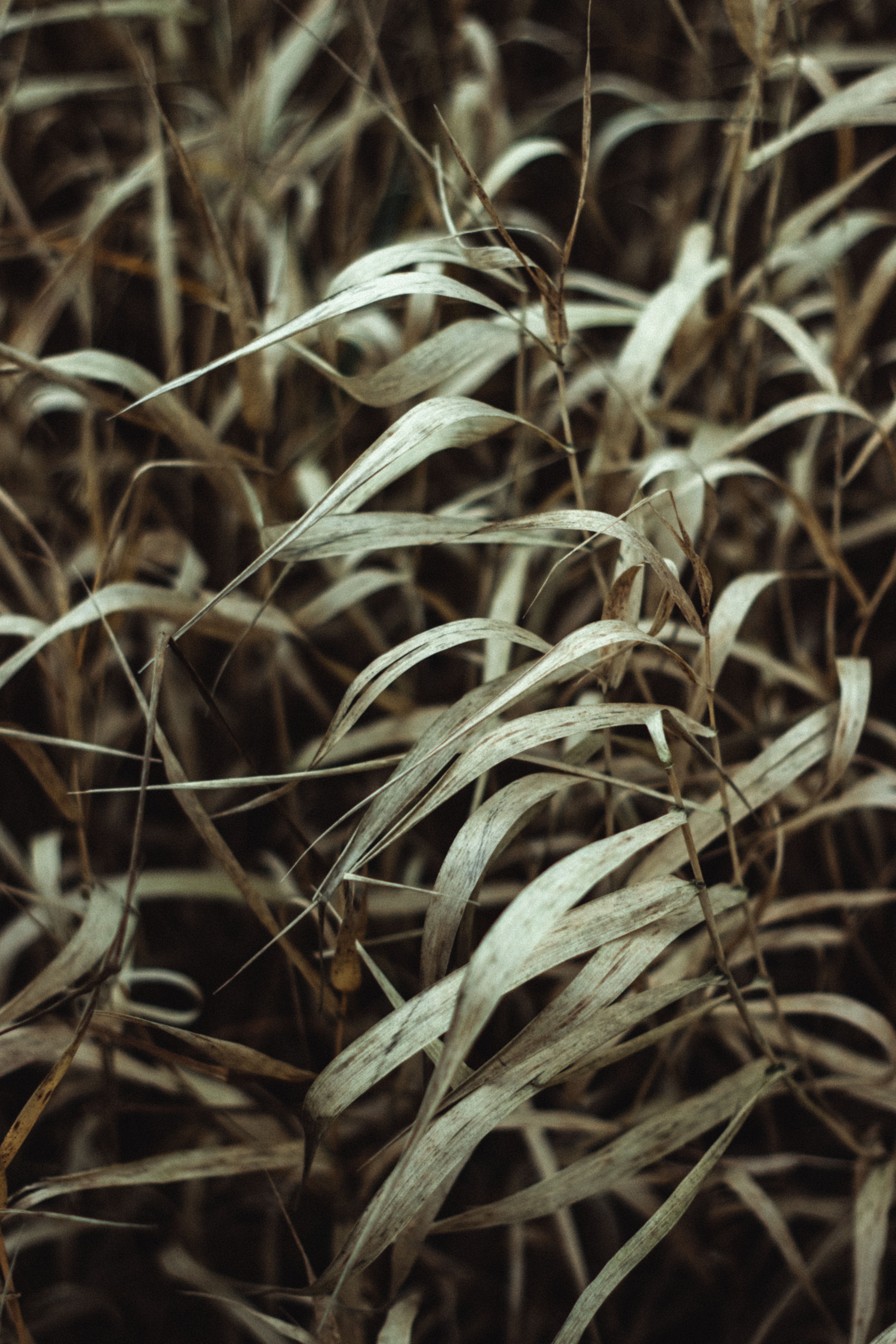 Close-up of a Green Plant Leaf · Free Stock Photo