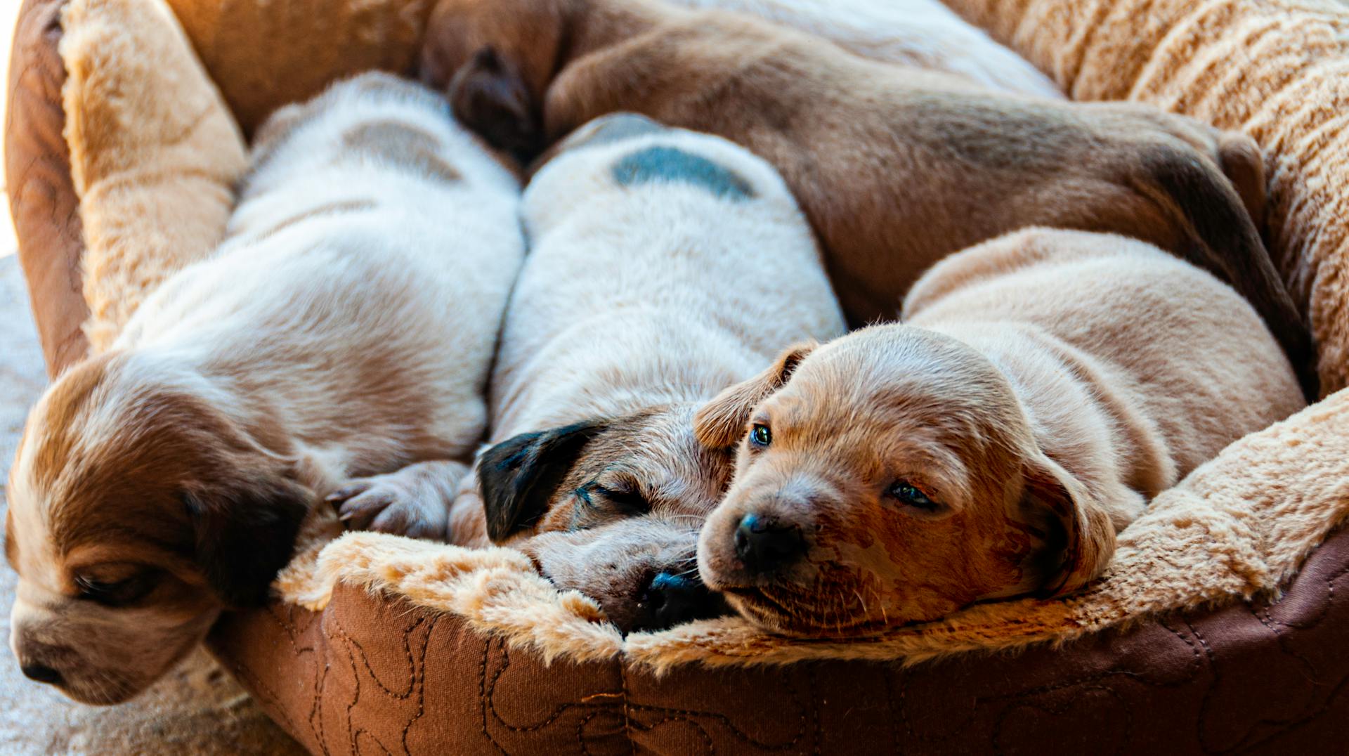 Des chiots bruns couchés sur du tissu brun