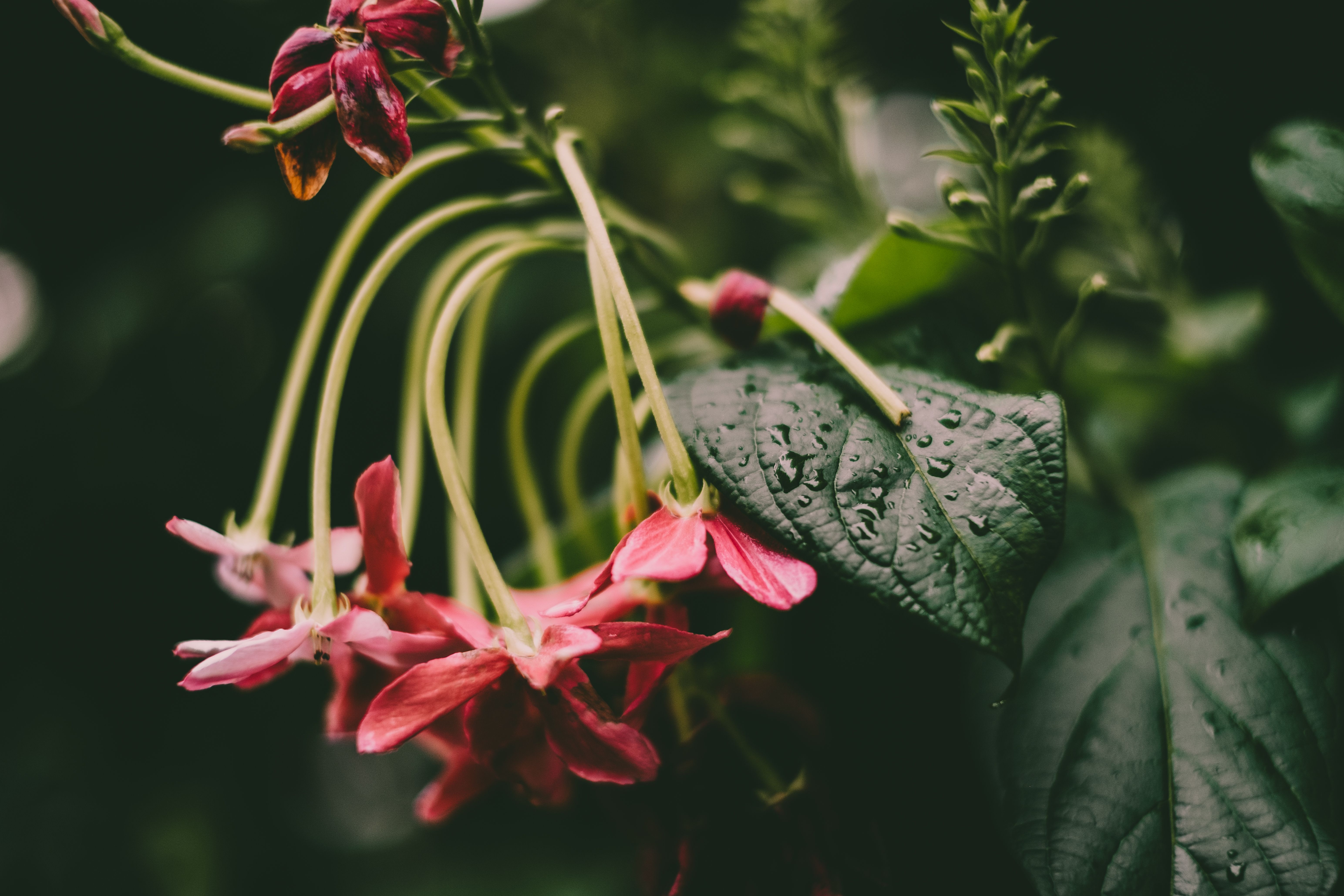 Close-up of a Plant with Pink Flowers and Green Leaves · Free Stock Photo