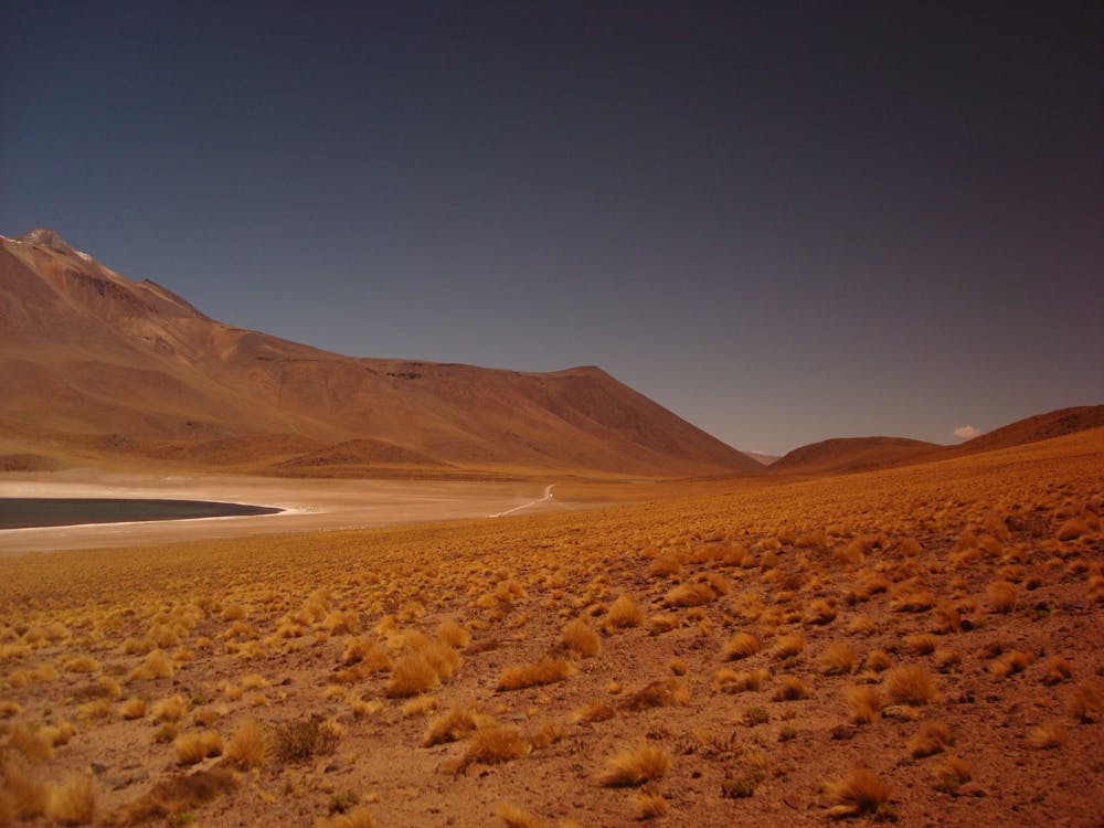 Ingyenes stockfotó Chile, cserjék, elszigetelt témában