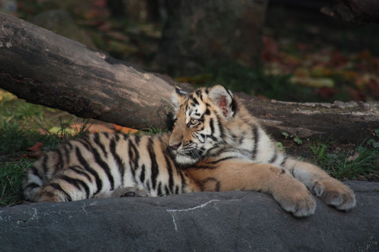 a serene tiger cub lying down and resting among the trees in a natural