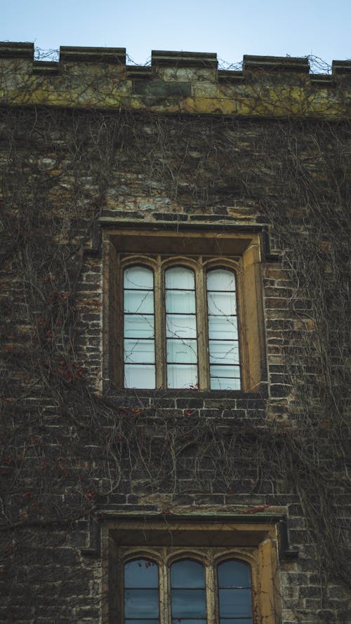 Безкоштовне стокове фото на тему «вертикальні постріл, виноградні лози, вікно»