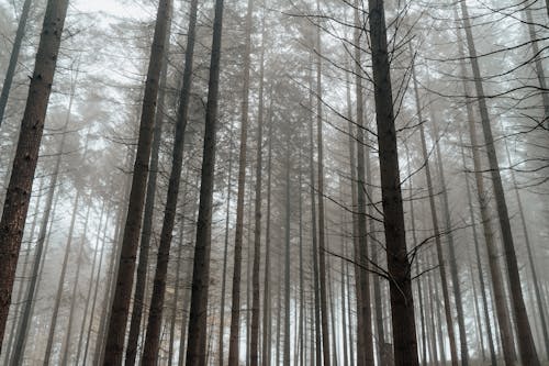 Základová fotografie zdarma na téma bezlistý, divoký, dřevo