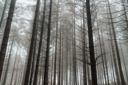 雾林地中，树木的树干高大低垂，树枝无叶