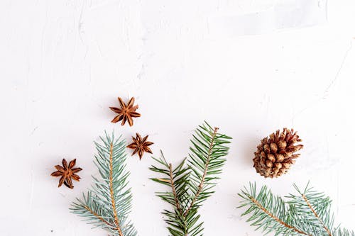 Free Twigs and Pine Cone Stock Photo