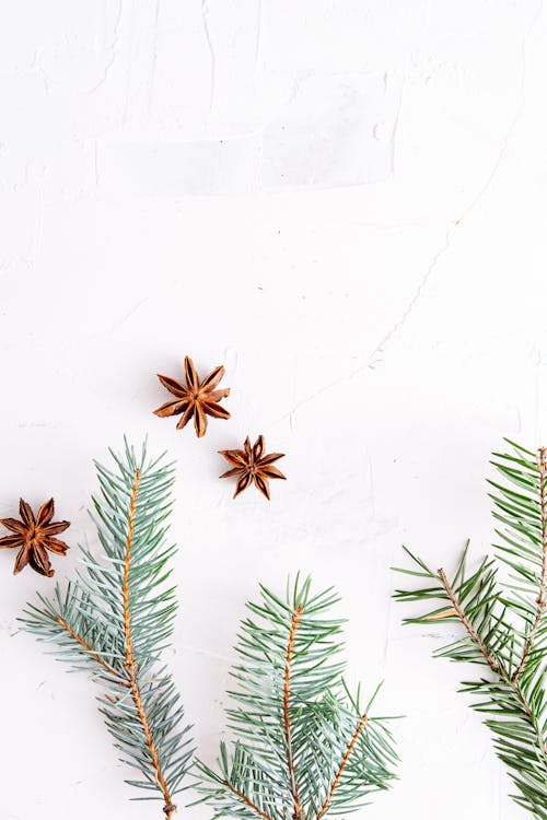 Free Green and Brown Plant on White Wall Stock Photo