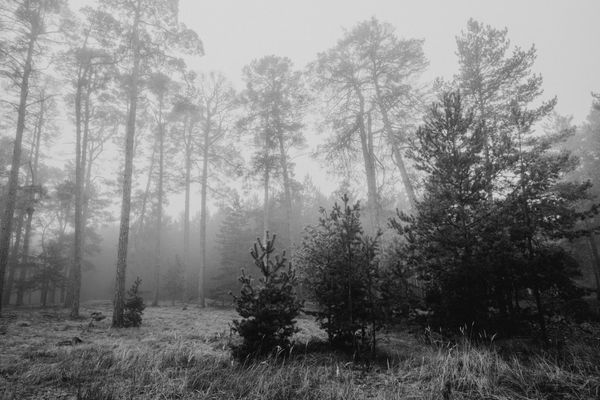 Black and white image of tall trees in a foggy forest setting — Photo by Helena Jankovičová Kováčová on Pexels