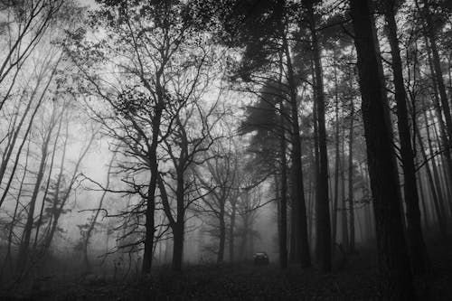 Grayscale Photo of Trees in the Forest