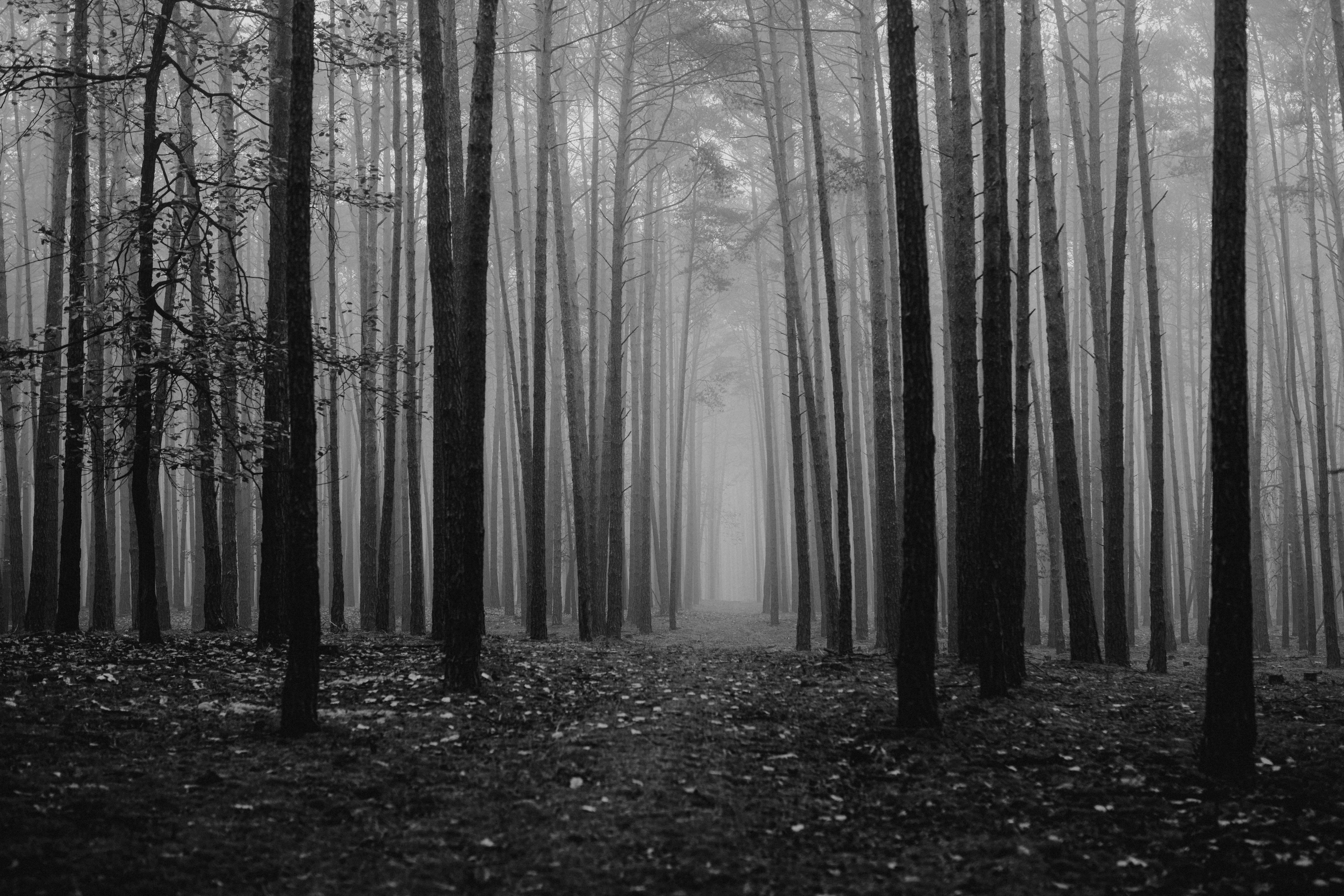 这是一张宁静的黑白照片，画面中云雾缭绕的森林里，树木高大