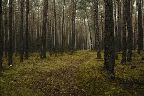 Fotos de stock gratuitas de árboles altos, bosque, campo