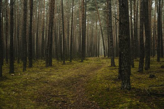 A tranquil pathway cutting through a foggy pine forest, ideal for nature themes.