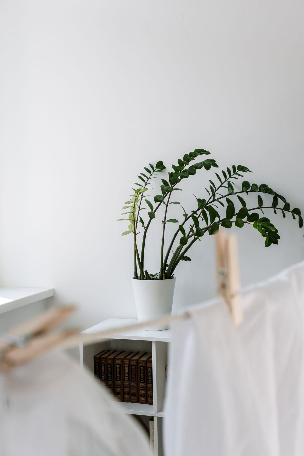 Bright minimalist interior featuring a potted ZZ plant on a shelf with books and hanging cloth pieces.
