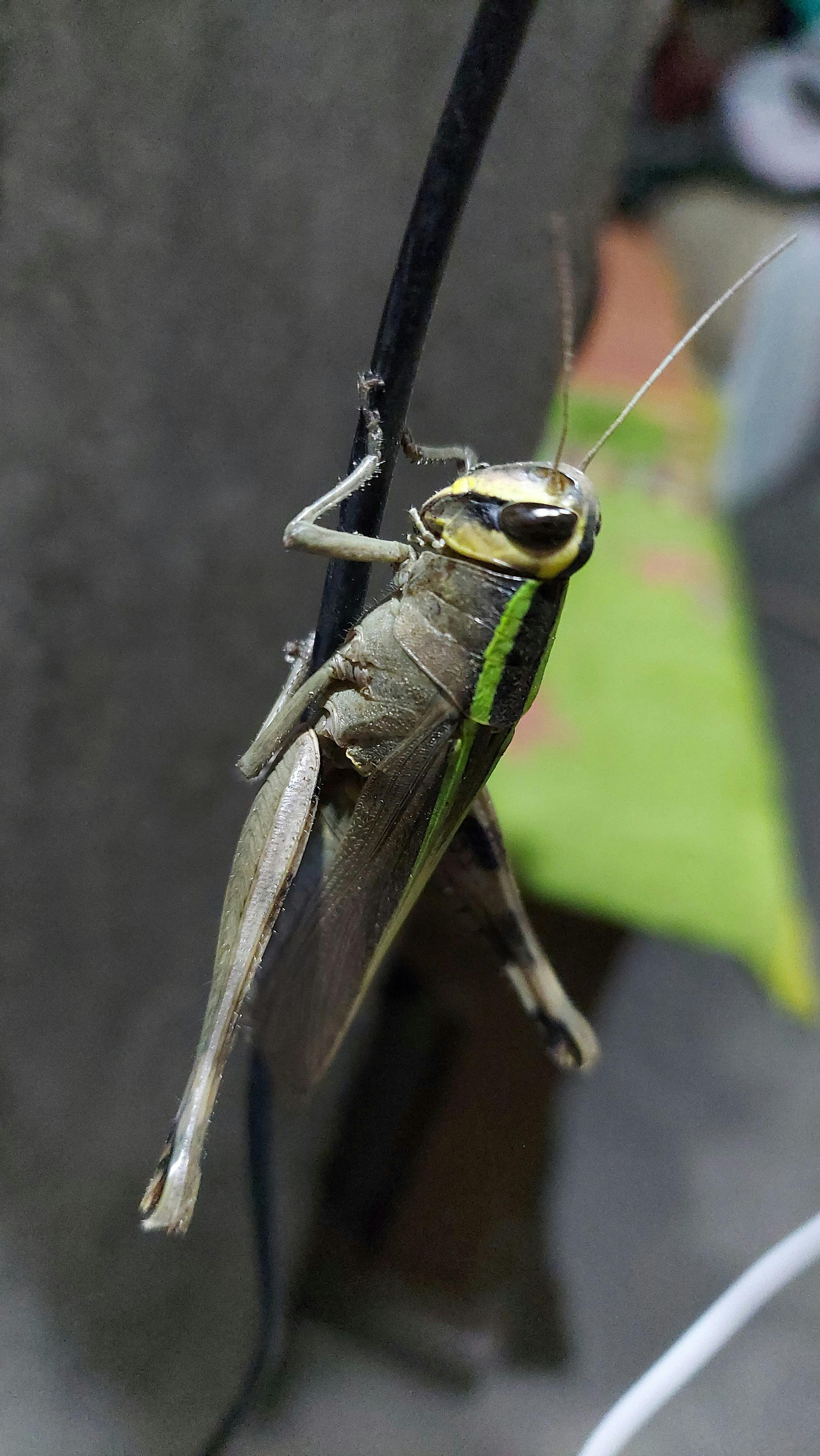 متجر إلكتروني ناجح في السوق المصري مع عناصر دروبشيبينج وأفلييت