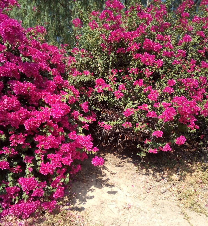 Technician carefully cleaning a home's exterior windows