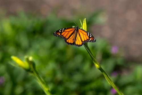Free An Orange Butterfly Perched on the Stem of a Plant Stock Photo