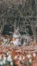 A Squirrel Standing on a Brown Field