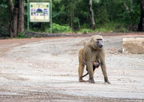 Free Baboon Monkey Female with Infant Stock Photo