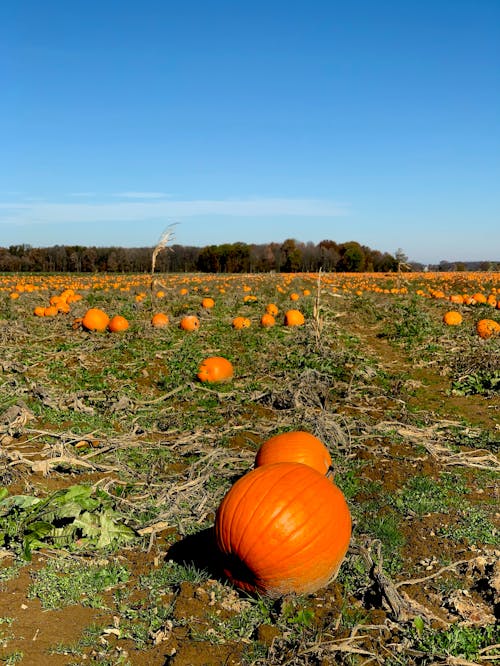 Immagine gratuita di campo di fattoria, comprimere, impianto