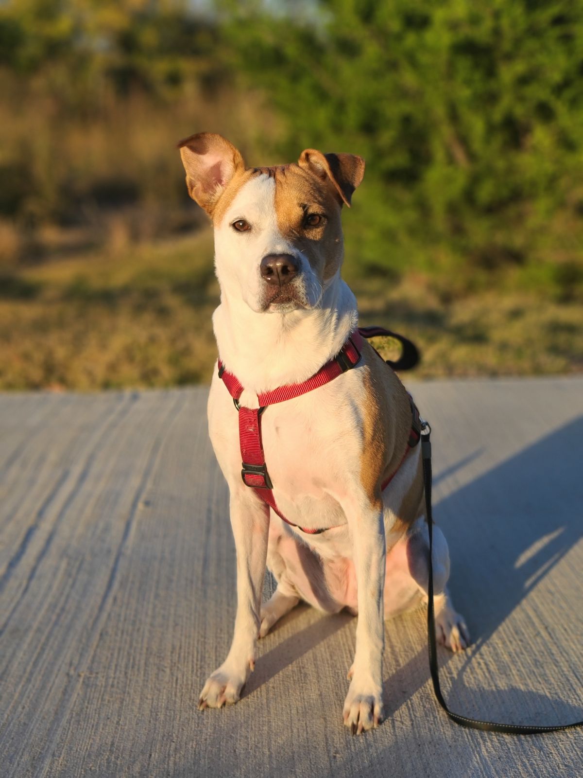 Everyday Dog Harness