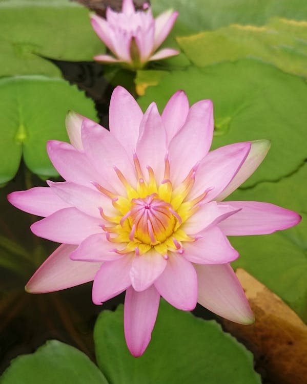 Pink Lotus Flower in Bloom