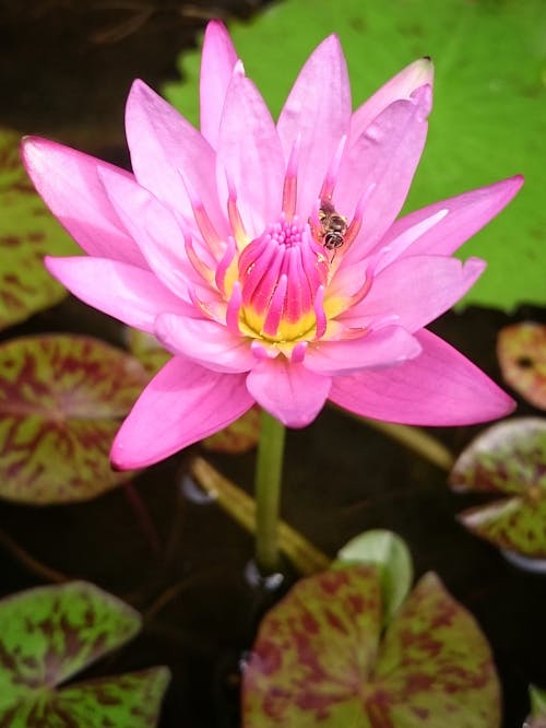 Free stock photo of flower, lotus