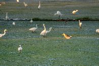 Great egrets and squacco heron on green sea coast