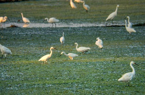 Flock of carnivorous herons in march covered with green plants feeding with aquatic prey