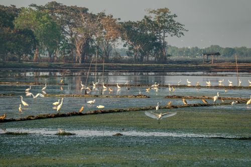 Free Flock of white great egrets drinking water from paddy fields surrounded by green tress against cloudy sky in countryside Stock Photo