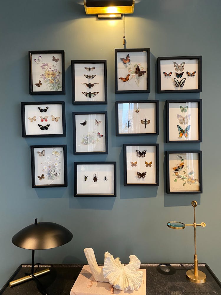 Assorted Framed Butterflies Pinned On A Wall Above Black Table