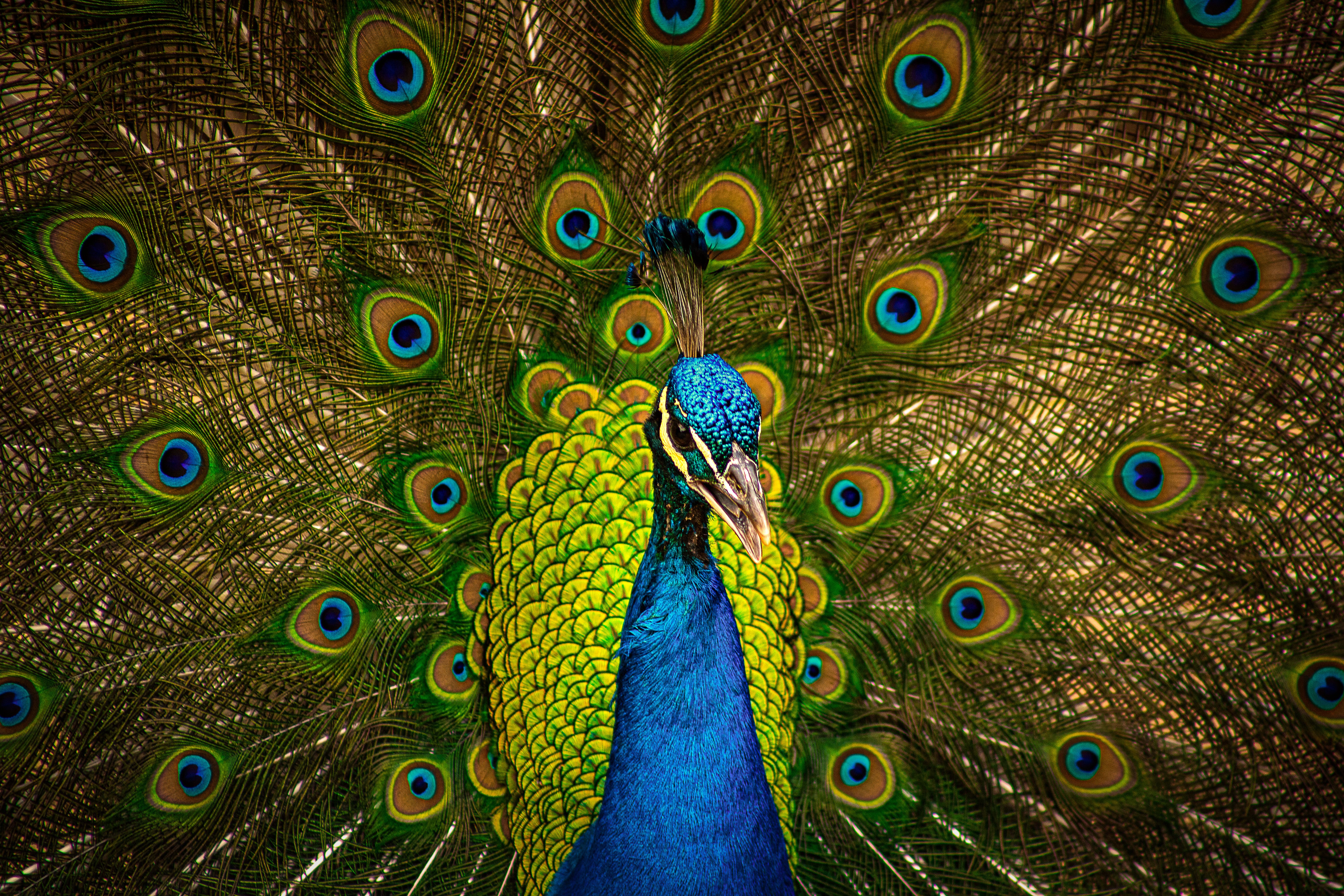 Close-Up Shot of a Peacock · Free Stock Photo