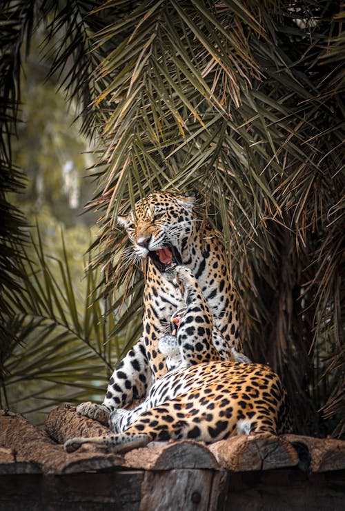 エキゾチック, ジャガー, ネコの無料の写真素材