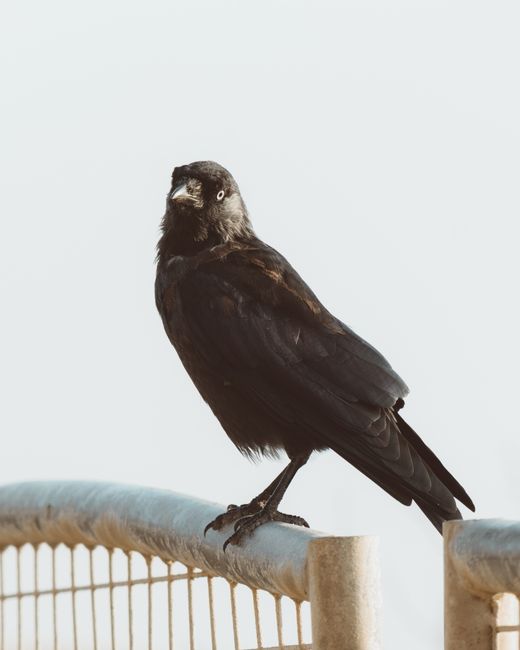 Attentive smart crow with black colored plumage sitting on white fence in city