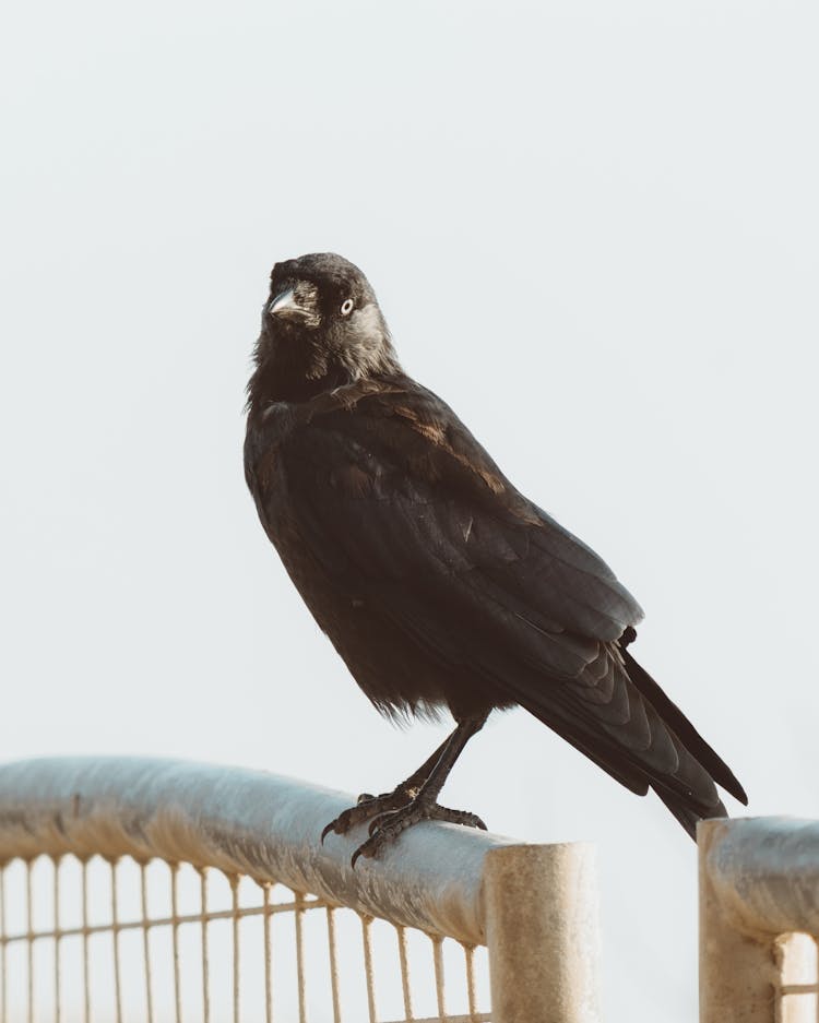 Black Crow On Metal Fence