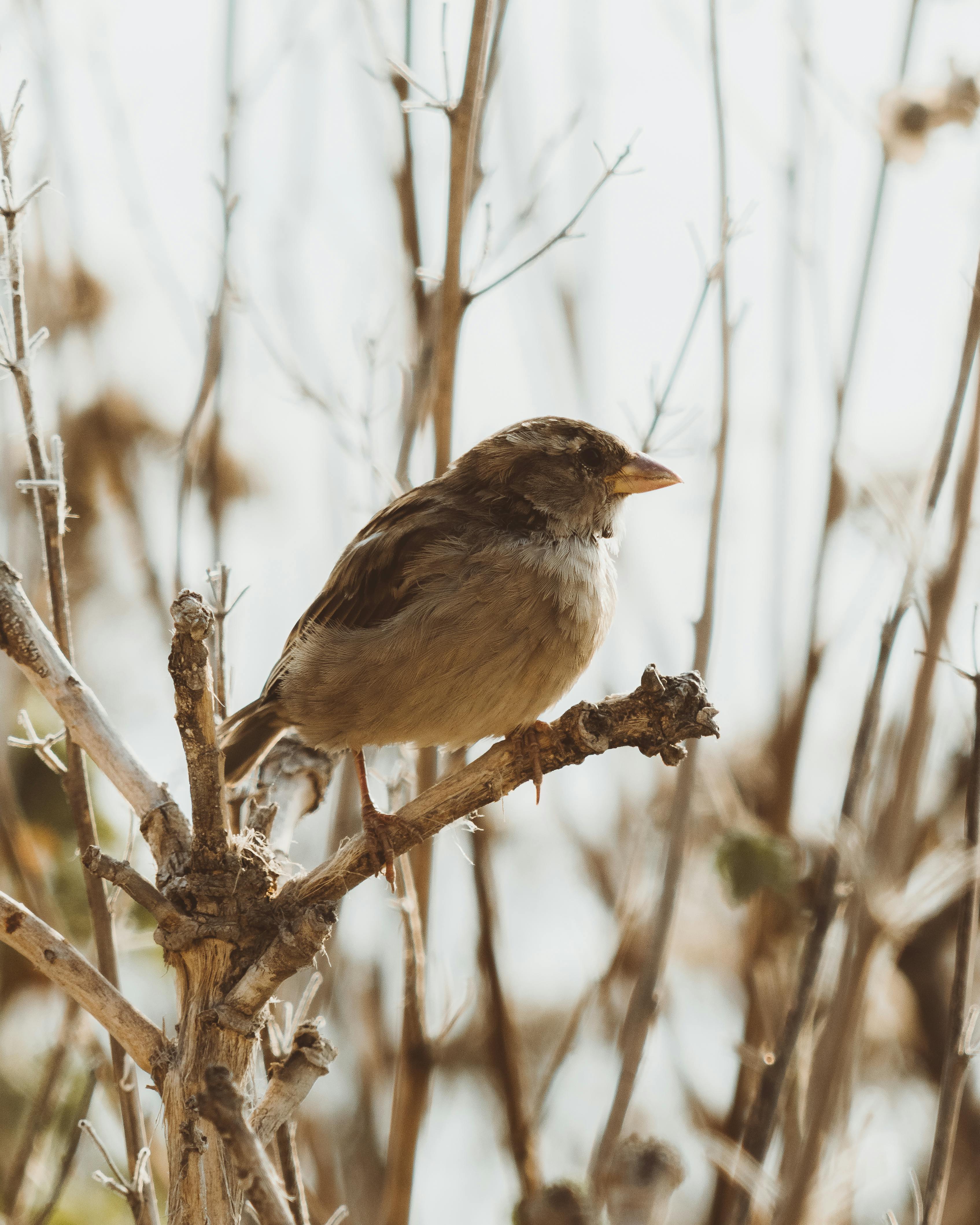 small bird on bare twig