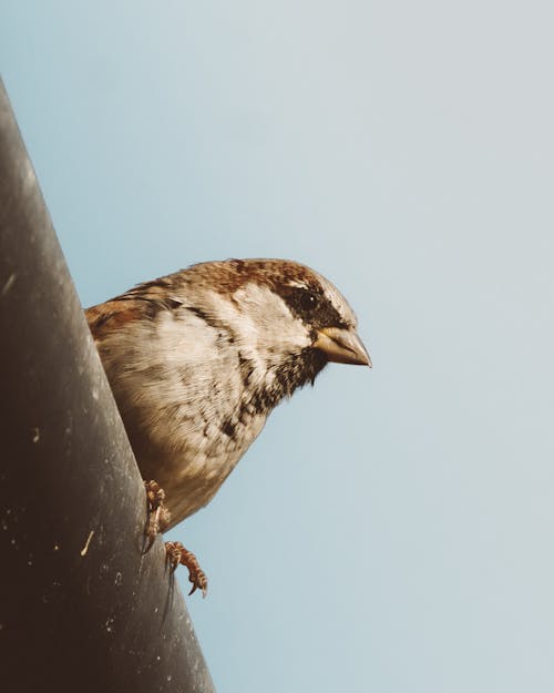 Foto profissional grátis de ângulo baixo, animais selvagens, asa