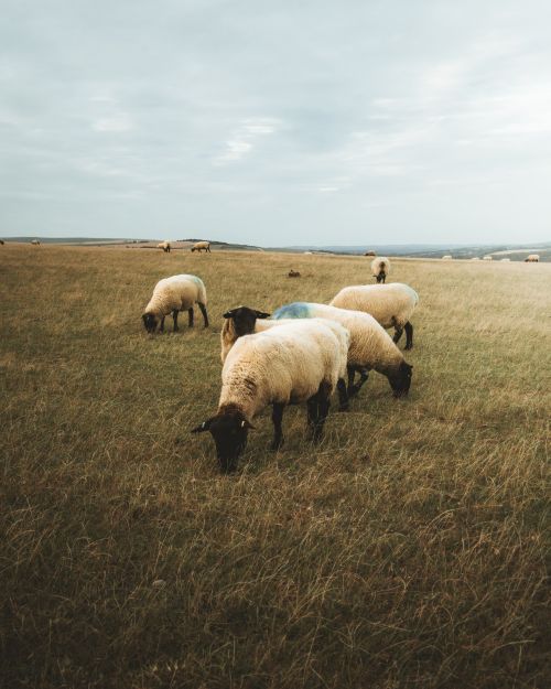 Free Flock of white woolly sheep grazing on green pasture with grass in rural terrain against cloudy sky in nature outside Stock Photo