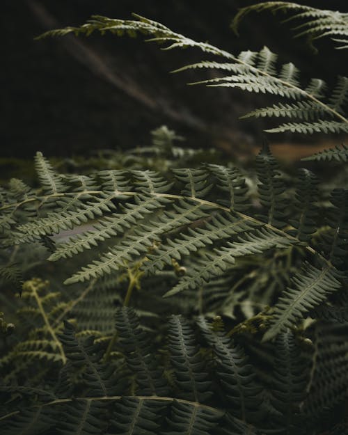 Green leaves of fern in forest