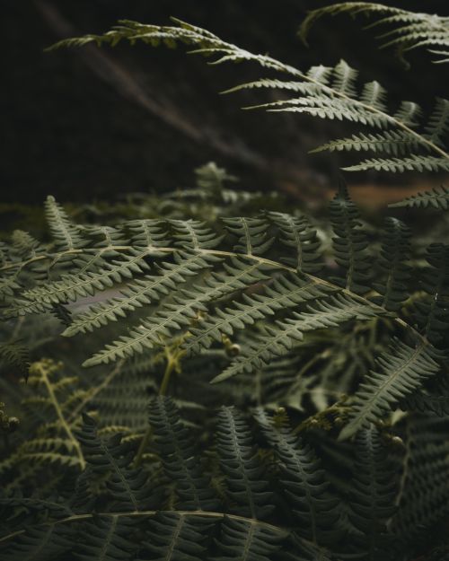 Free Lush bush of fern with green leaves growing on thin stems in garden in summer day in nature in forest Stock Photo