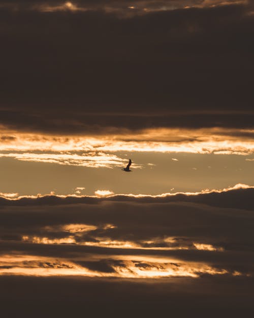 Lonely bird flying in sunset sky