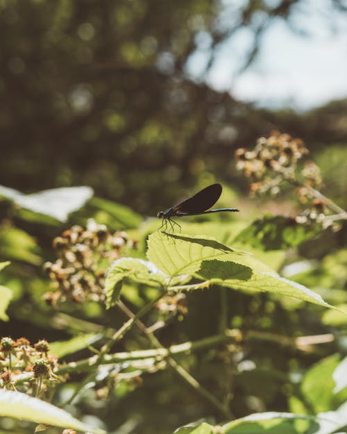 Black dragonfly sitting on green leaf of blooming bush in sunlight in garden in nature with blurred tree on background
