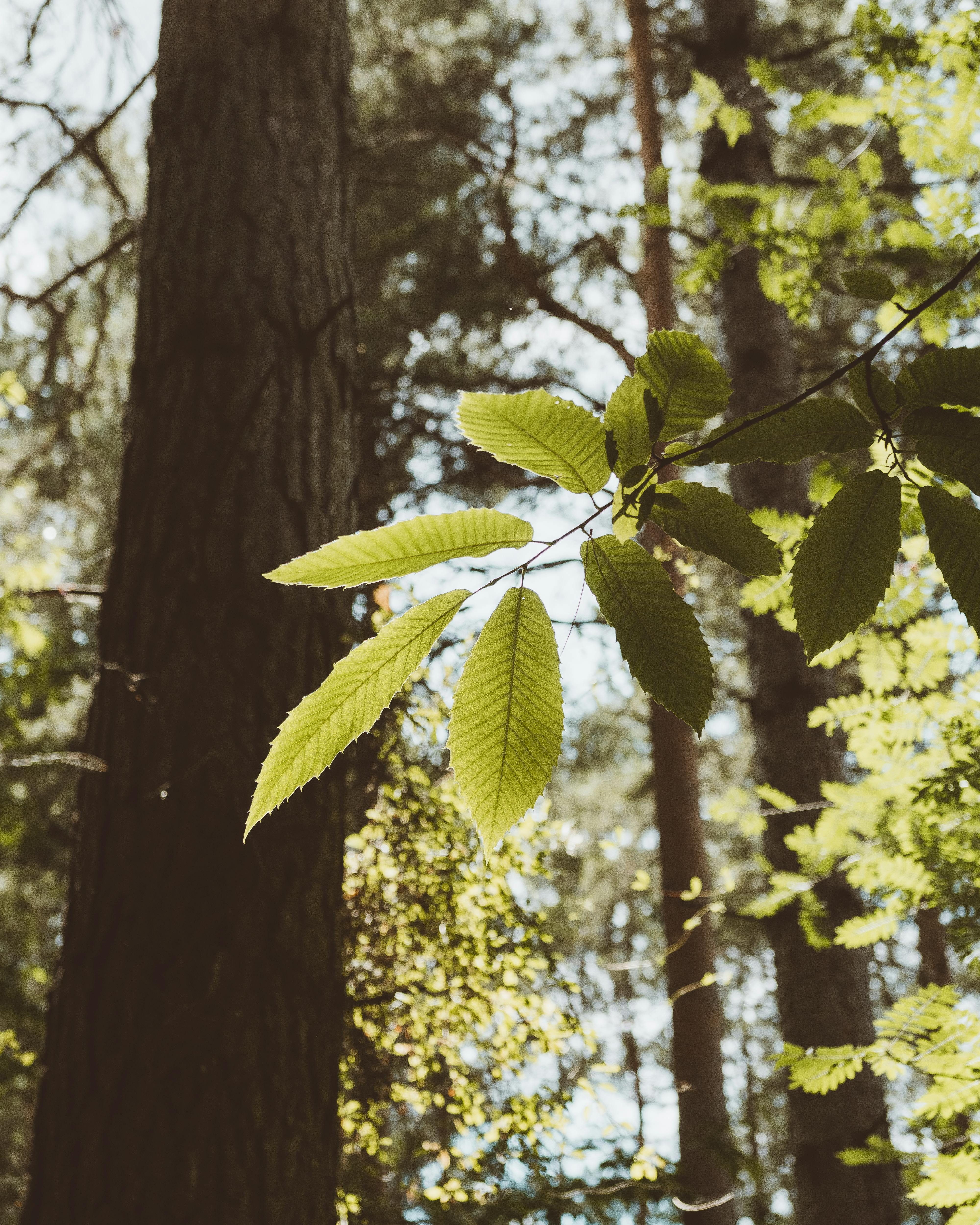 Tree Branches With Leaves In Forest Free Stock Photo Tree Branches With Leaves In Forest Free Stock Photo
