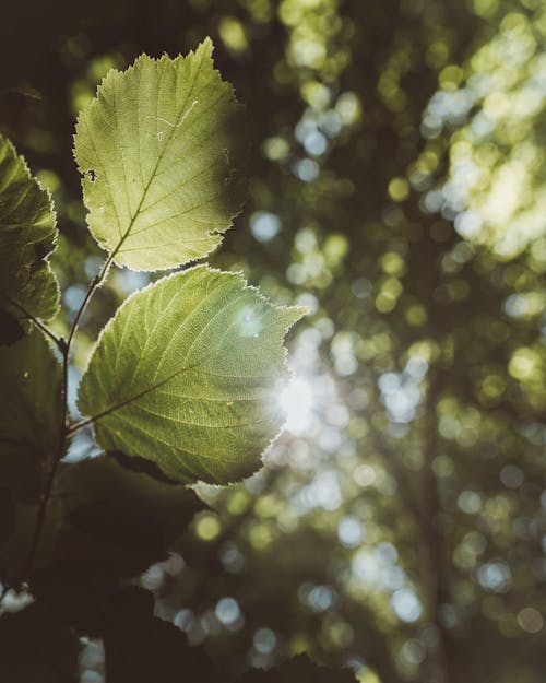 Free Sunlight Hitting the Green Leaves on the Stem of a Plant Stock Photo