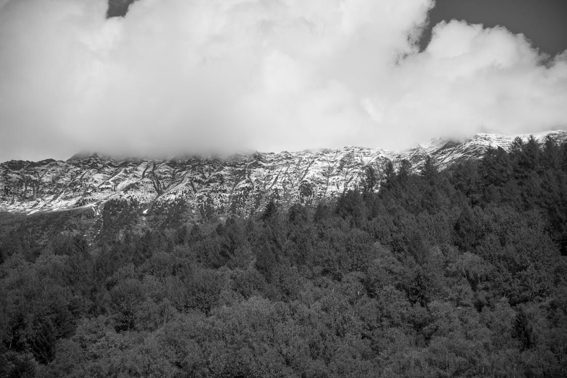 Free Grayscale Photo of Forest Stock Photo