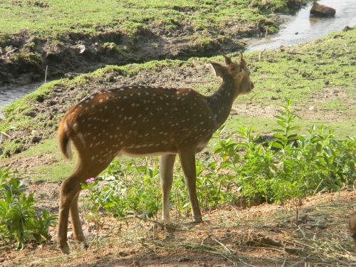 Free stock photo of animal, deer, grass Stock Photo