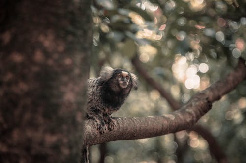 Photo of a Marmoset on a Tree Branch