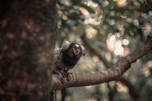 A black-tufted marmoset perched on a tree branch in a lush Brazilian forest.