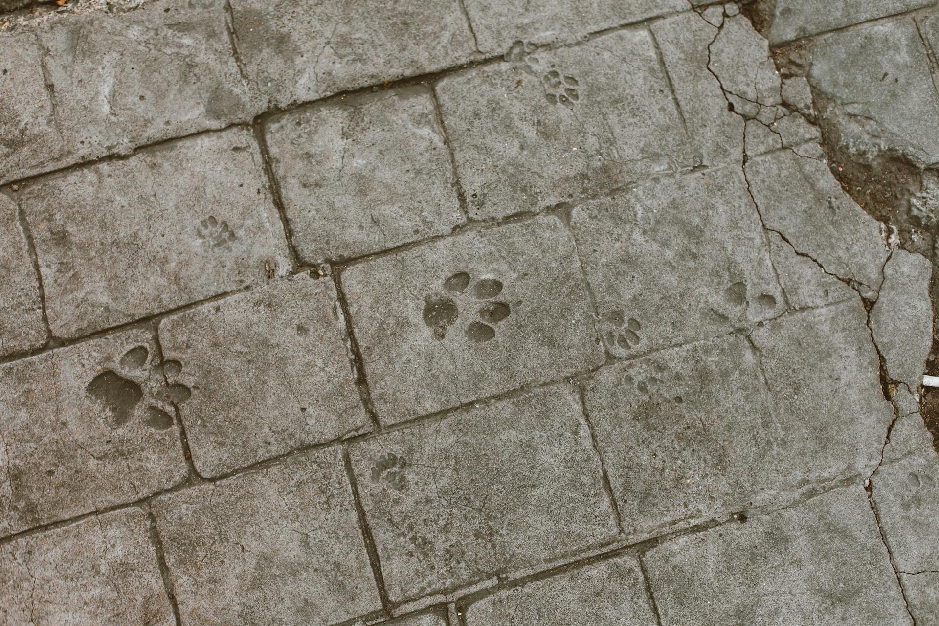 Paw Prints on Stone Tiles