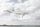seagull