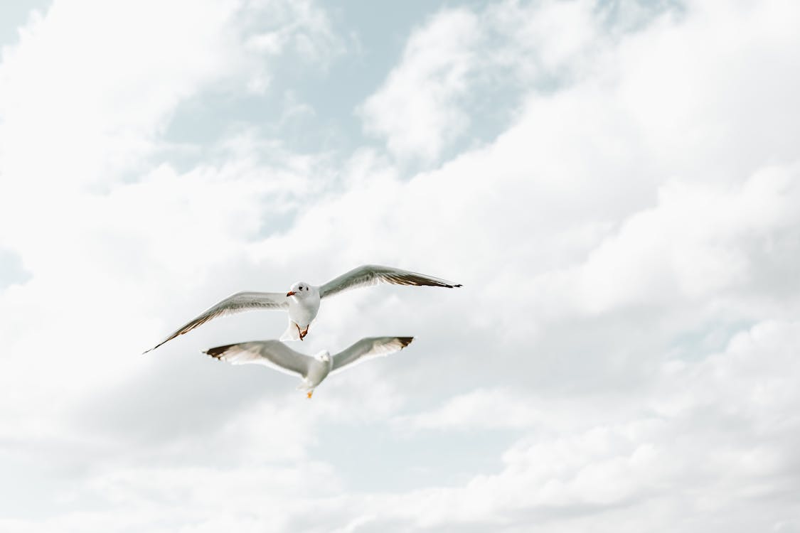 Seagulls Flying in the Background of a Cloudy Sky 